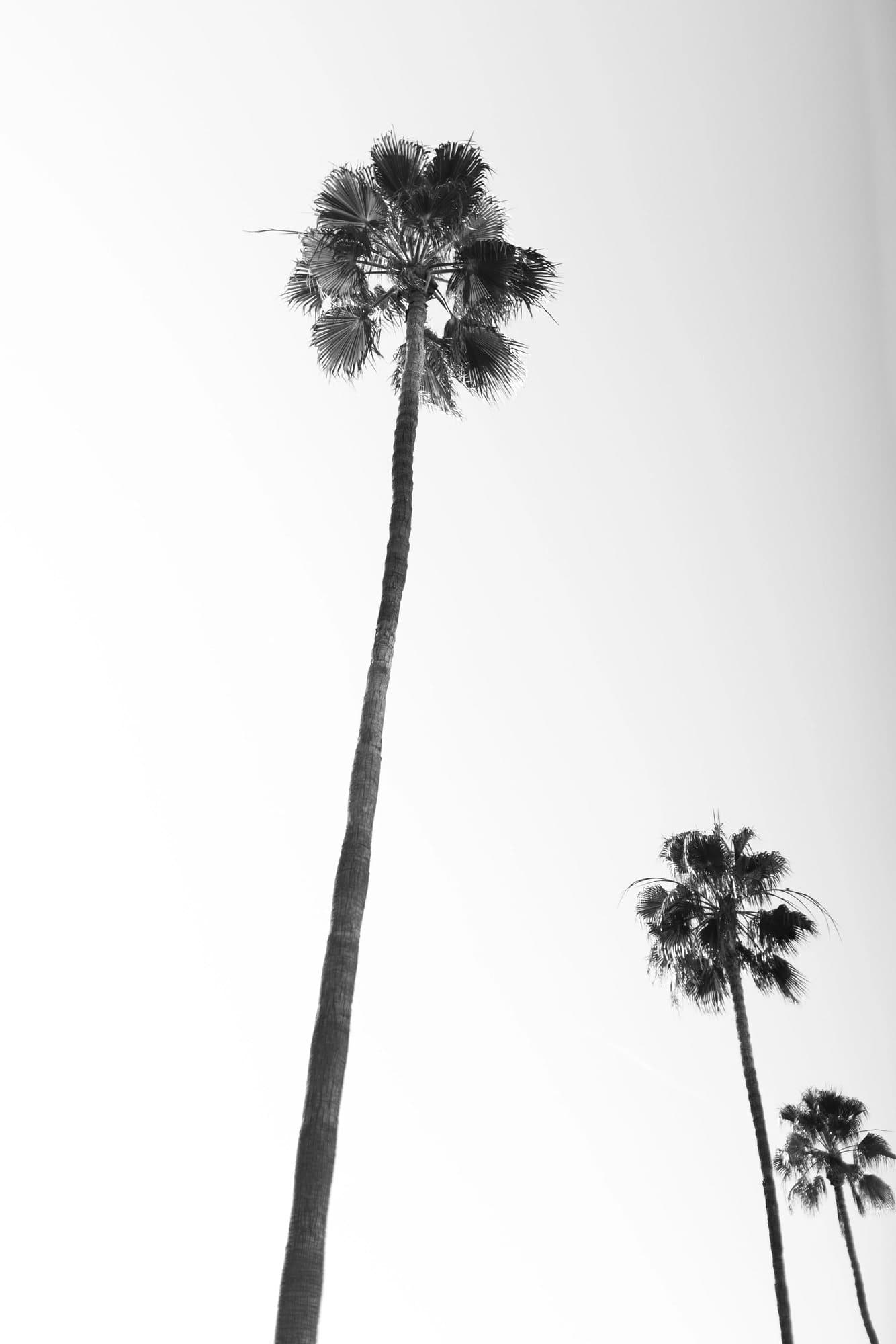Black and white photo handout of tall palm trees reaching into a pale sky.