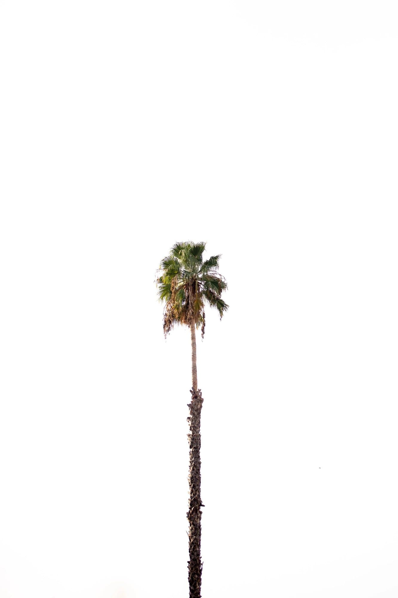 Photo handout of a single tall palm tree against a white sky.