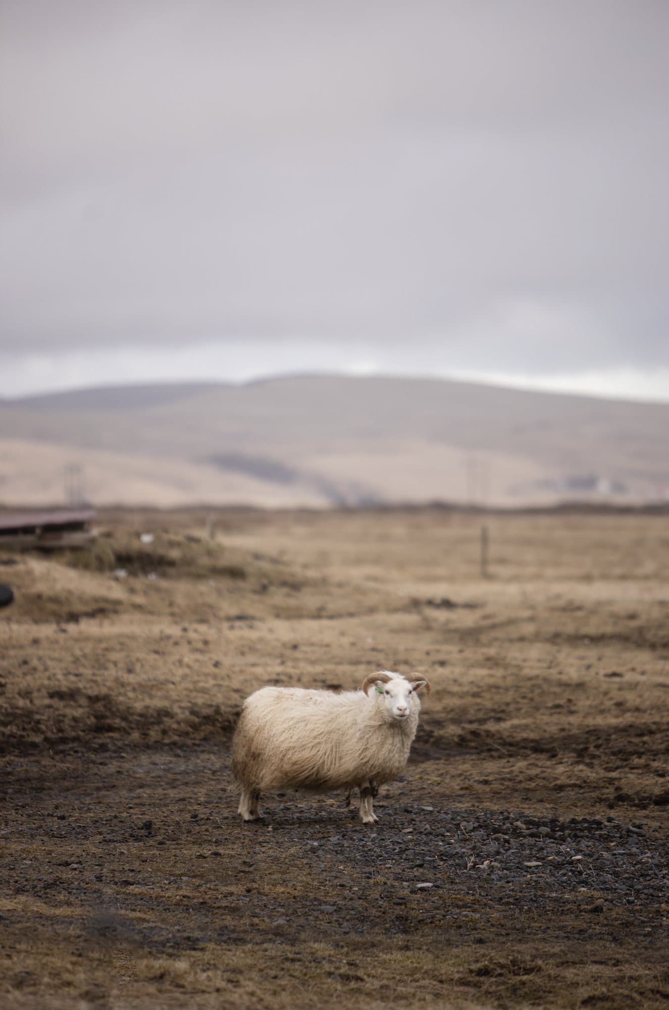 Photo handout of a woolly Icelandic sheep standing alone on a brown field.